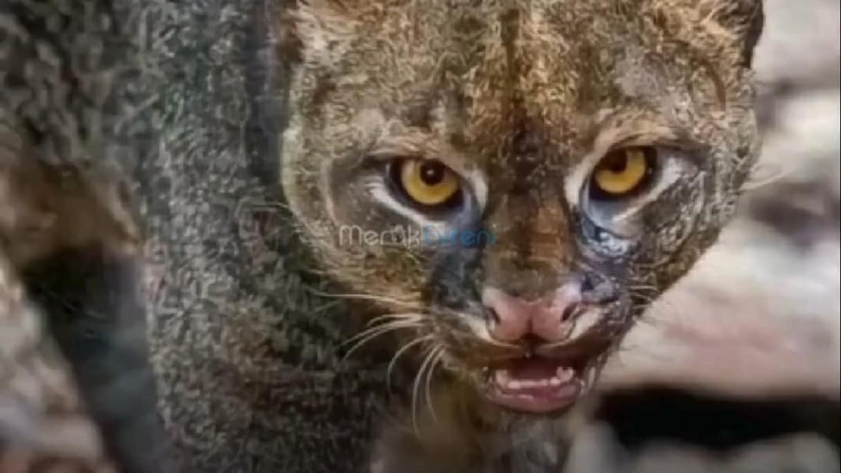 Kediden Çok Su Samuruna Benziyor! Doğanın En Gizemli Kedisi: JAGUARUNDI