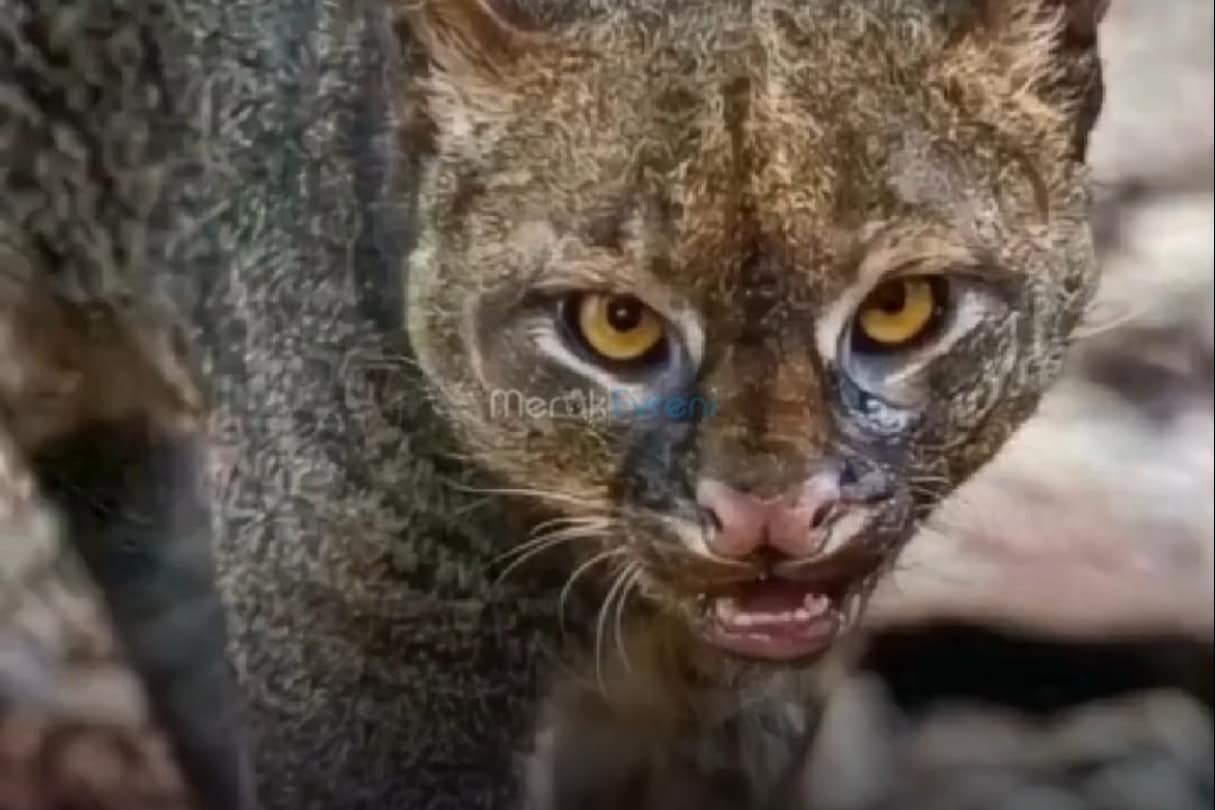 Kediden Çok Su Samuruna Benziyor! Doğanın En Gizemli Kedisi: JAGUARUNDI