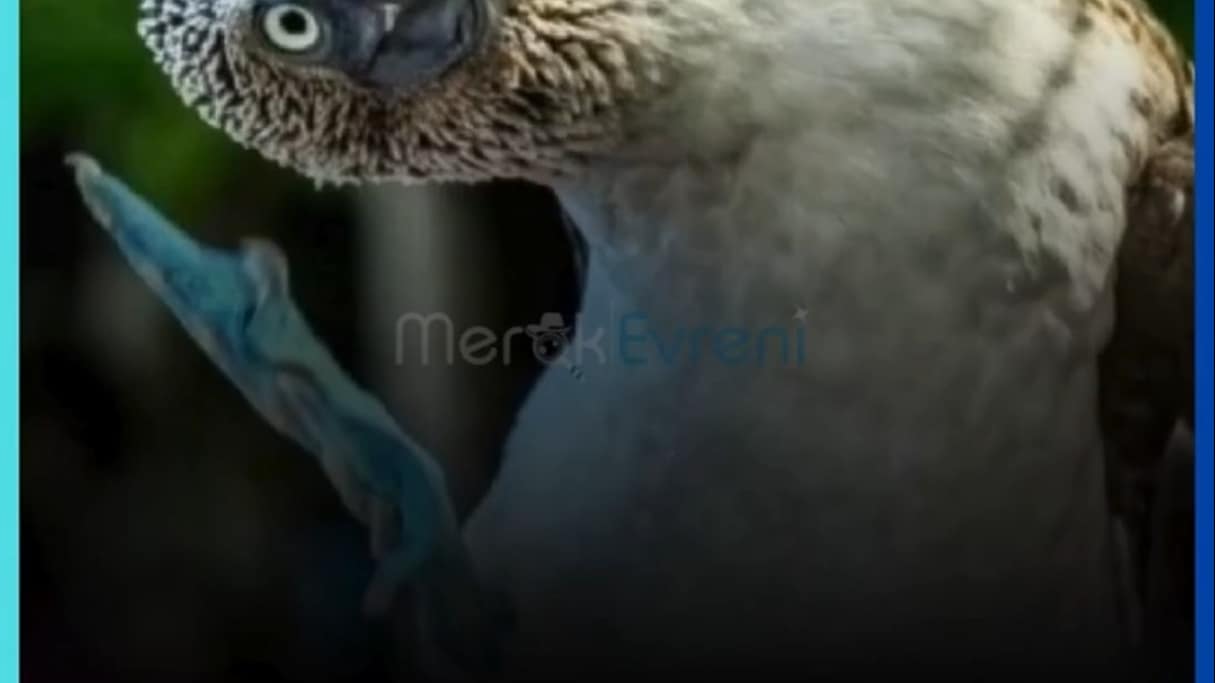 Ayakları Neden Mavi? Doğanın En Komik Şovmenleri: Mavi Ayaklı Sümsük Kuşları!