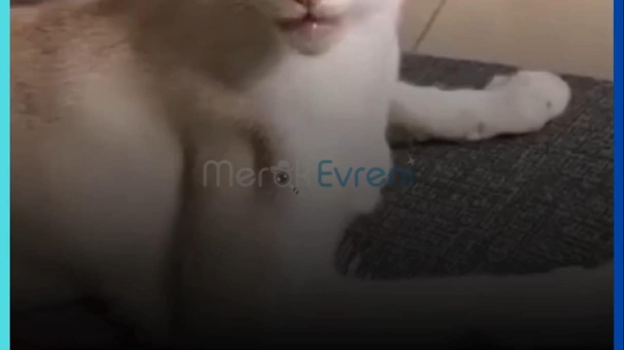 Estetik Bir Anomali: Oriental Shorthair! Siyamların Asıl Atası