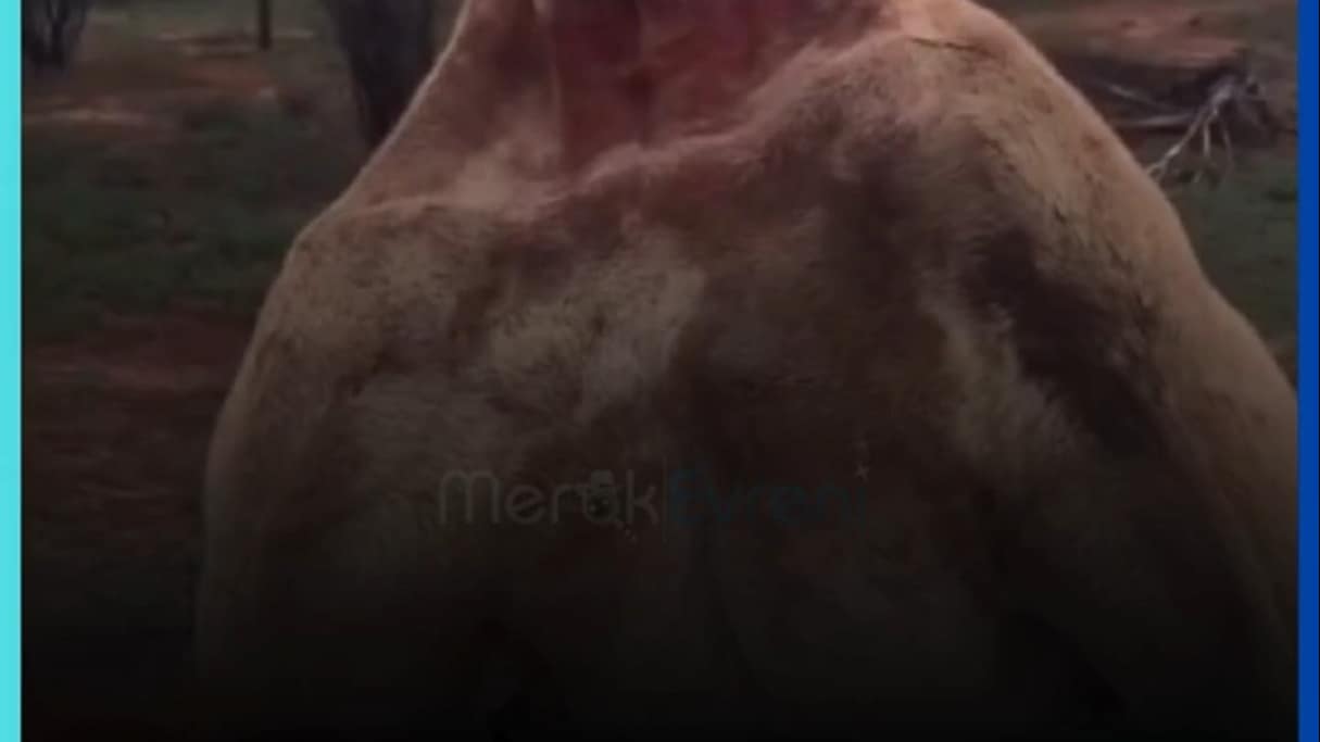 Doğanın Bodybuilder Kangurusu: Pazu Şovu ve Ölümcül Tekme!