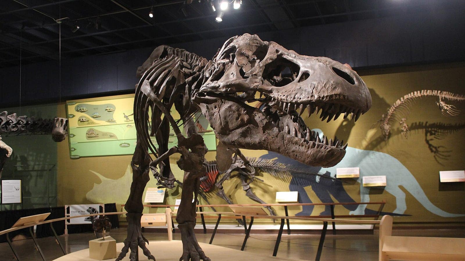 Cleveland Doğa Tarihi Müzesi'ndeki T-Rex iskeleti kalıbı