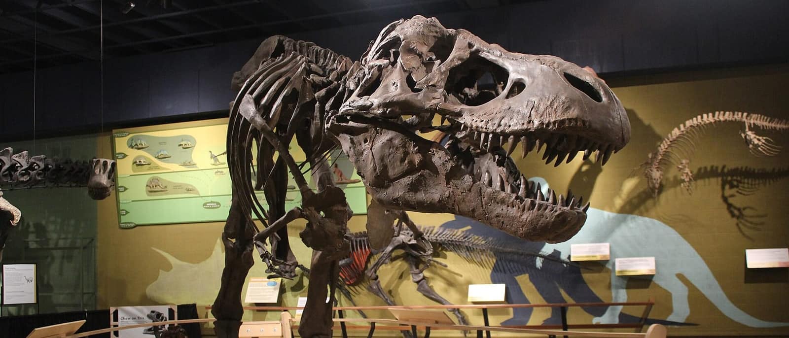 Cleveland Doğa Tarihi Müzesi'ndeki T-Rex iskeleti kalıbı