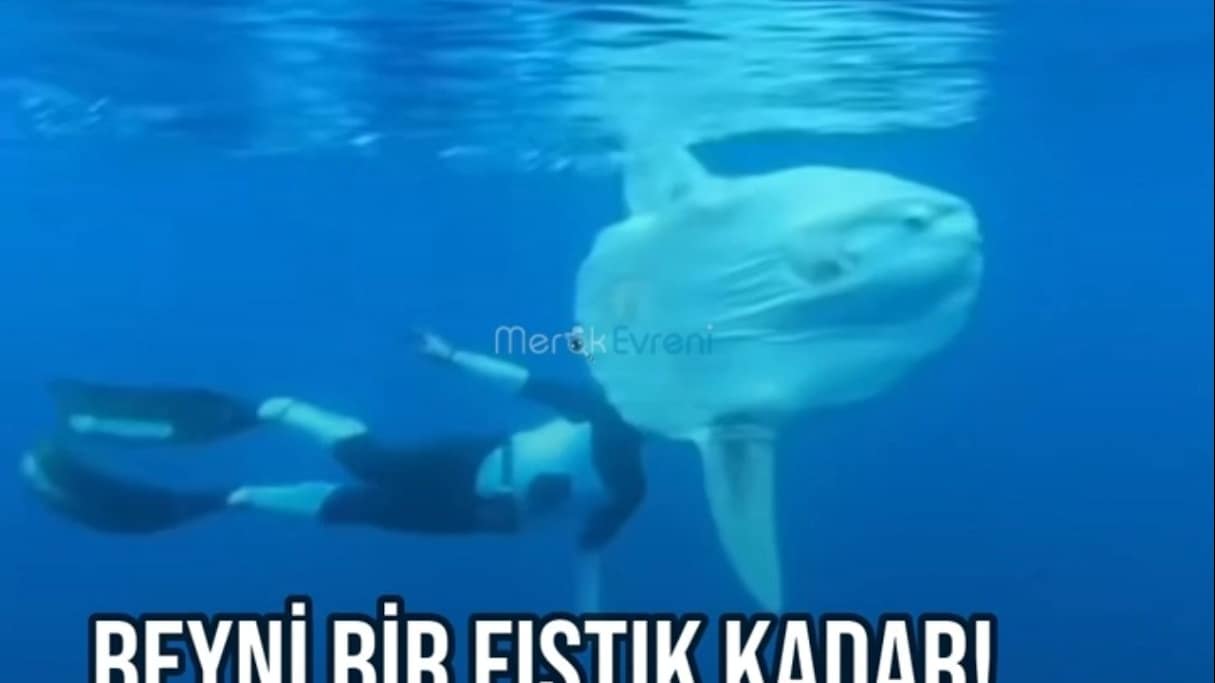 SANKİ ORTADAN İKİYE BÖLÜNMÜŞ! 2 Tonluk Ay Balığı (Mola Mola)