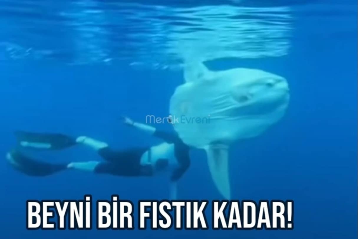 SANKİ ORTADAN İKİYE BÖLÜNMÜŞ! 2 Tonluk Ay Balığı (Mola Mola)