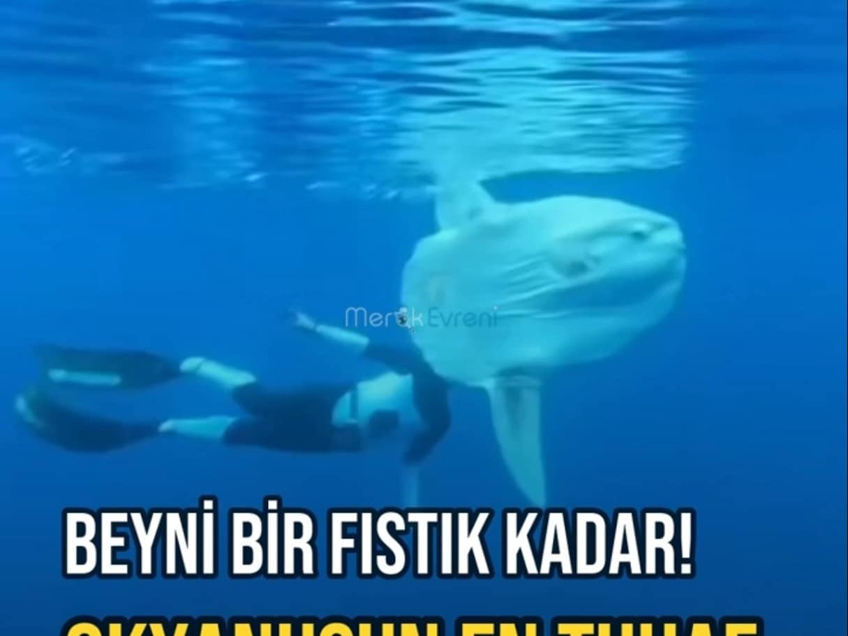 SANKİ ORTADAN İKİYE BÖLÜNMÜŞ! 2 Tonluk Ay Balığı (Mola Mola)
