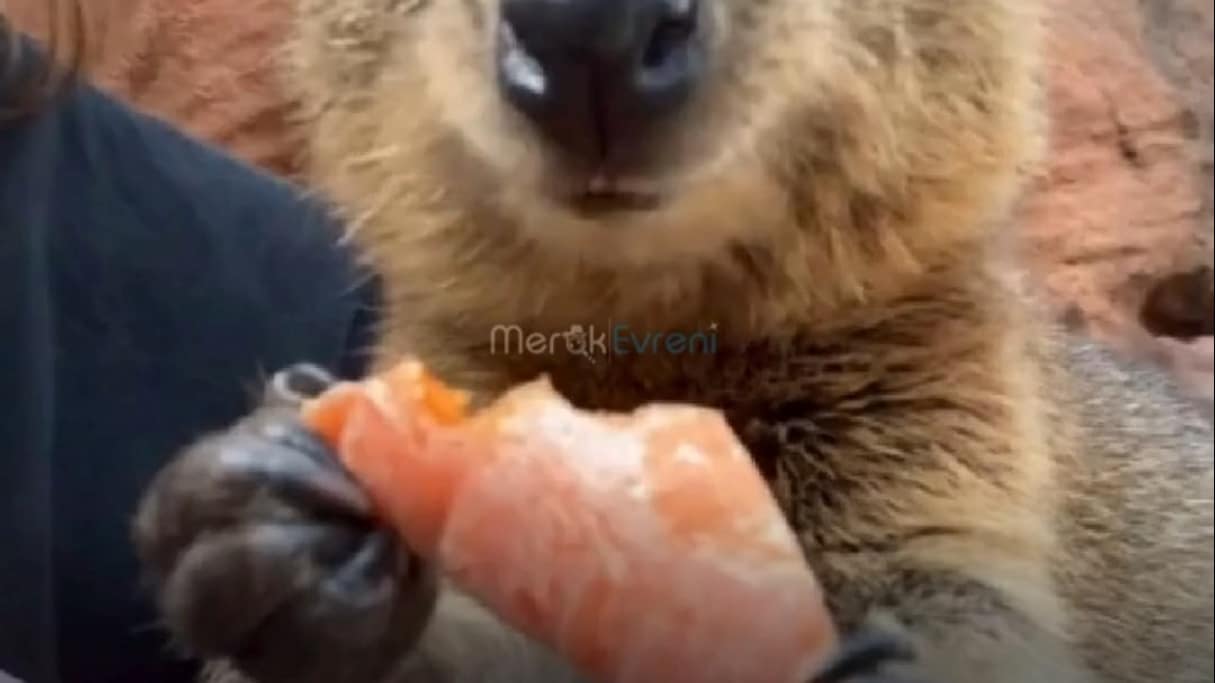 İnsanların Sevgilisi Quokka'nın Şok Eden Hayatta Kalma Yöntemi!