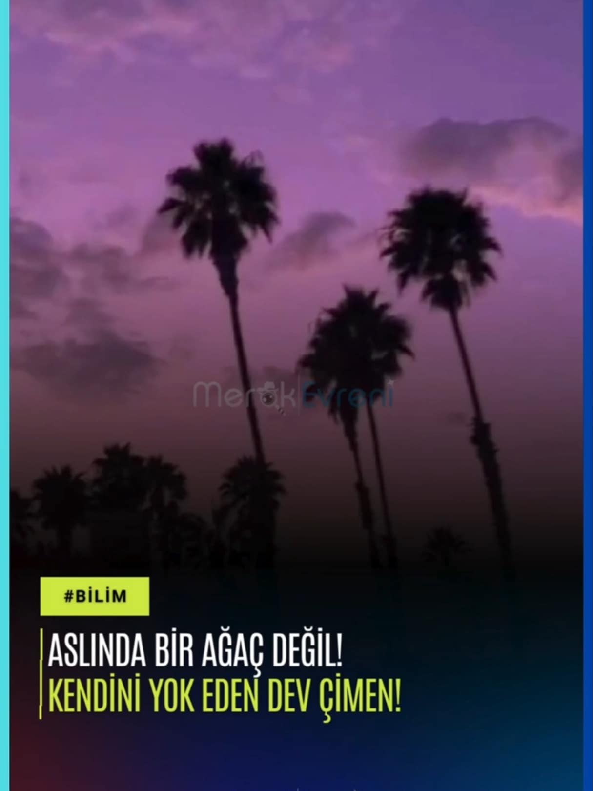 Ağaç Sanıyorduk, Dev Bir Çimen Çıktı! Palmiyelerin Ürpertici Sırrı