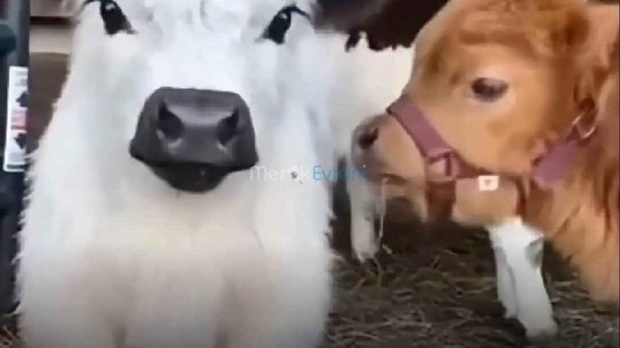 Köpek Boyutunda İnek Olur mu? Hindistan'ın Kutsal Sığırı: Punganur!