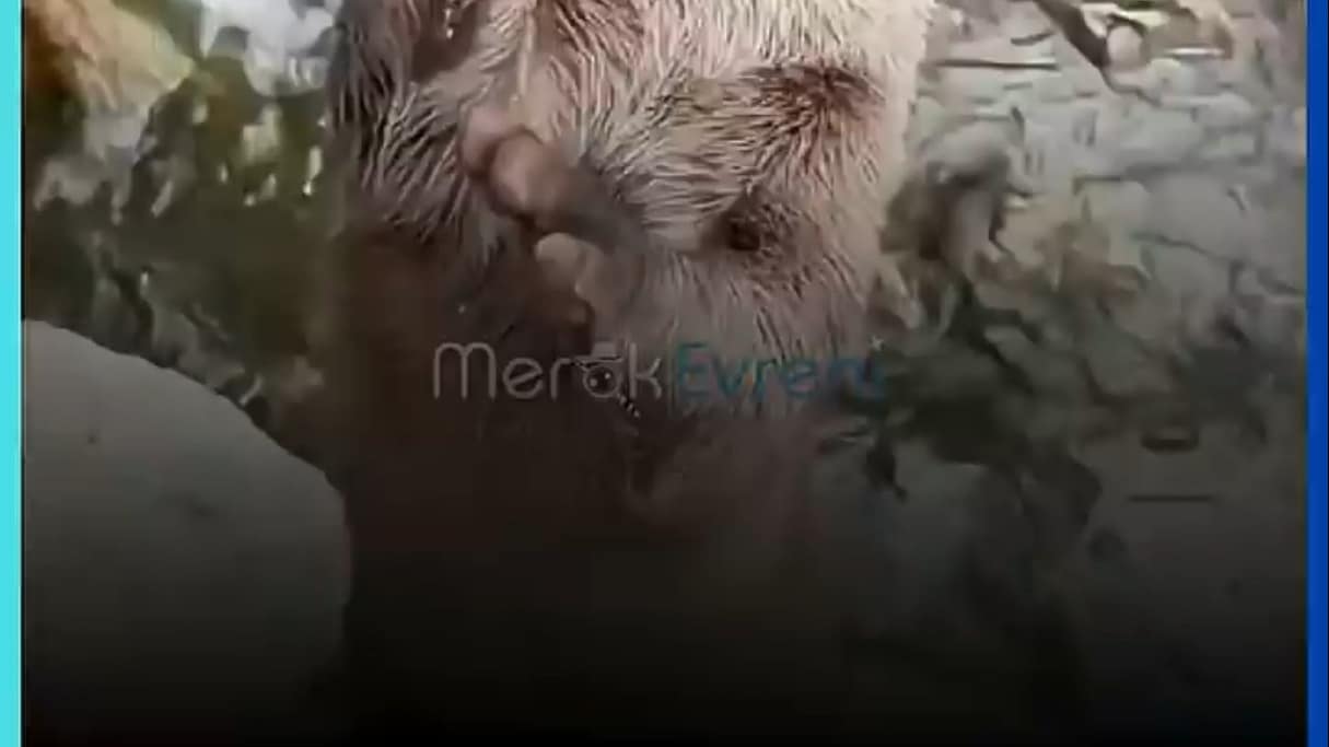 Neden Parmak Emiyorlar? Su Samurlarının Bilinmeyen Gerçekleri!