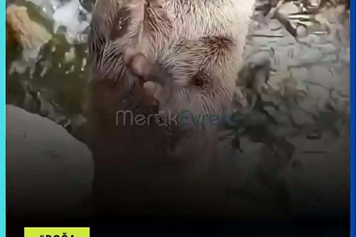 Neden Parmak Emiyorlar? Su Samurlarının Bilinmeyen Gerçekleri!