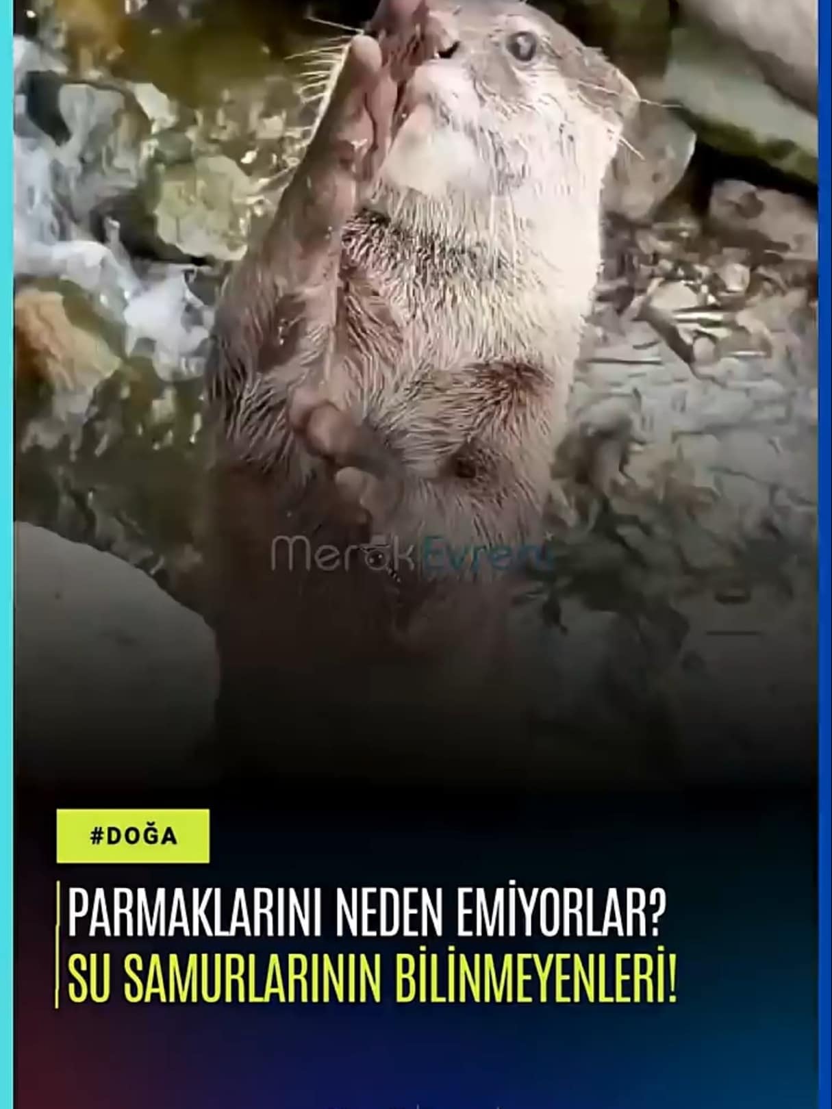 Neden Parmak Emiyorlar? Su Samurlarının Bilinmeyen Gerçekleri!