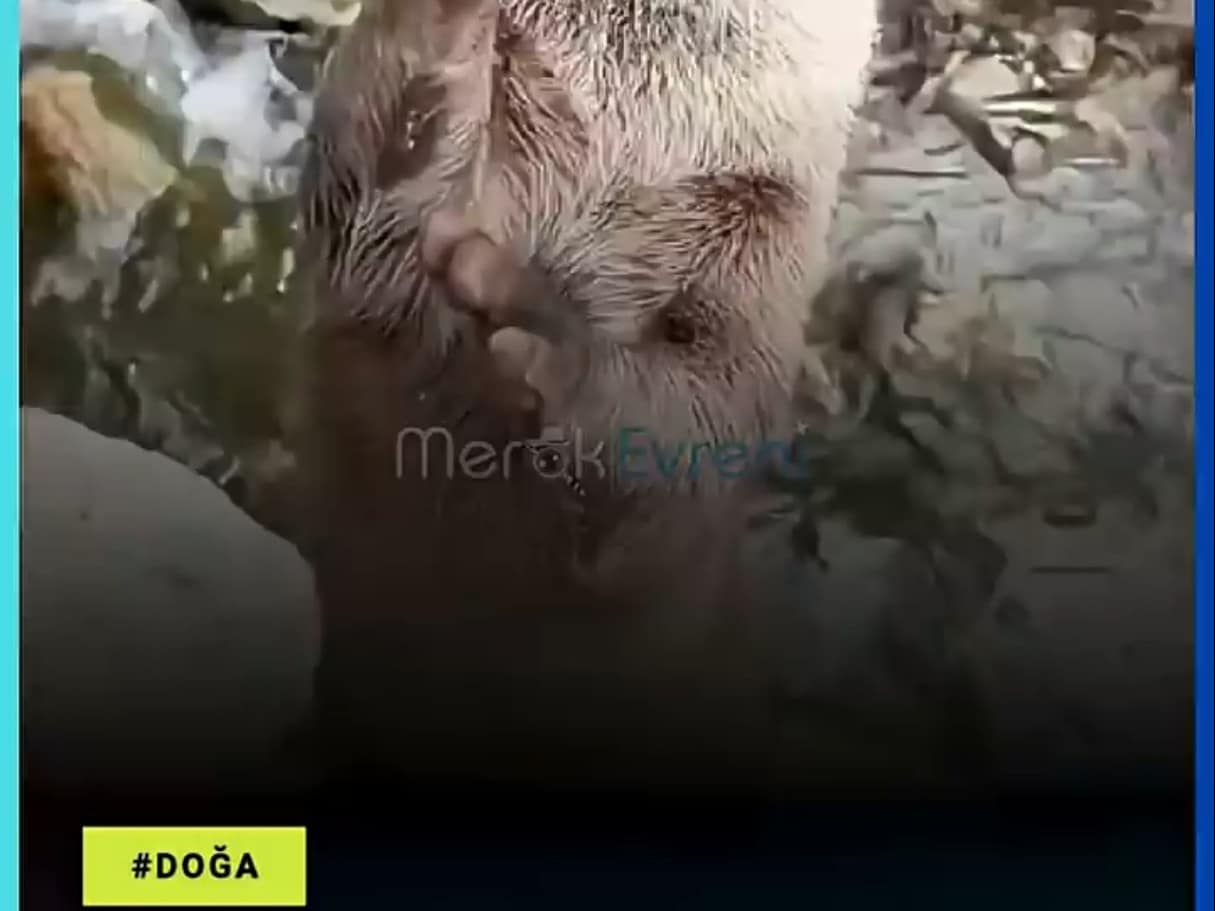 Neden Parmak Emiyorlar? Su Samurlarının Bilinmeyen Gerçekleri!