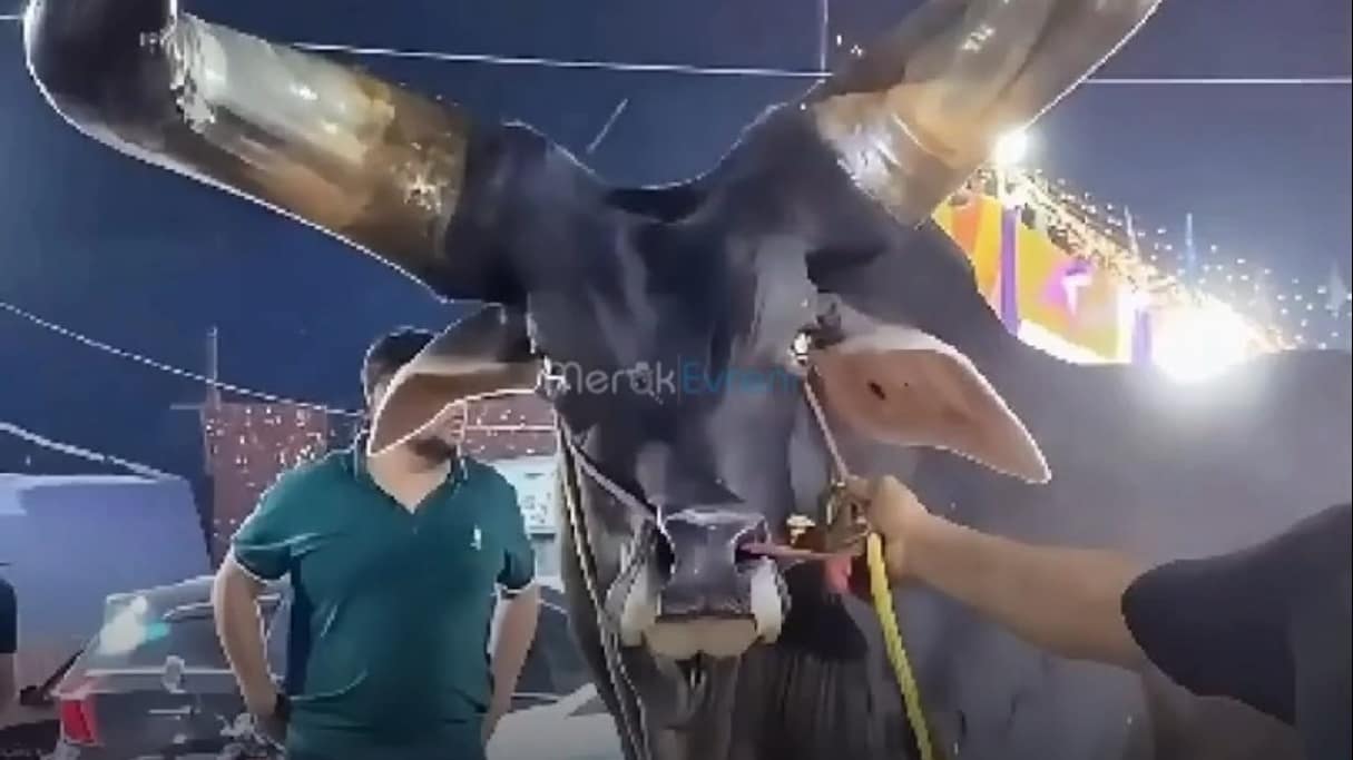 2 Metrelik Boynuzların Gerçek İşlevi! Ankole-Watusi Sığırı