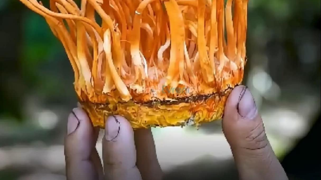 Bir Canlıyı Yaşarken Ele Geçirmek: Zombi Mantarı (Kordiseps)