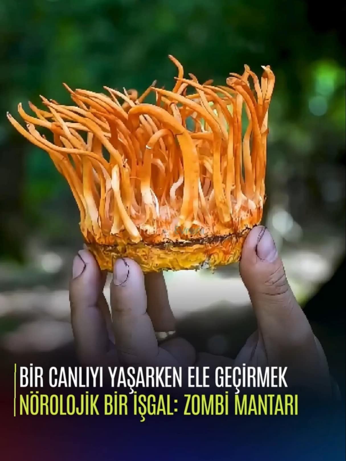Bir Canlıyı Yaşarken Ele Geçirmek: Zombi Mantarı (Kordiseps)
