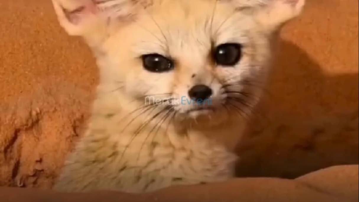 O Devasa Kulaklar Neye Yarıyor? Çölün En Küçük Avcısı: Fennec Tilkisi!