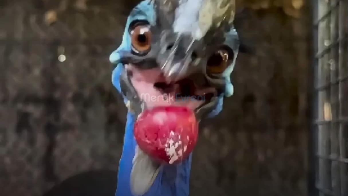 Dünyanın En Tehlikeli Kuşu: Tekmesiyle Kemik Kıran Cassowary!
