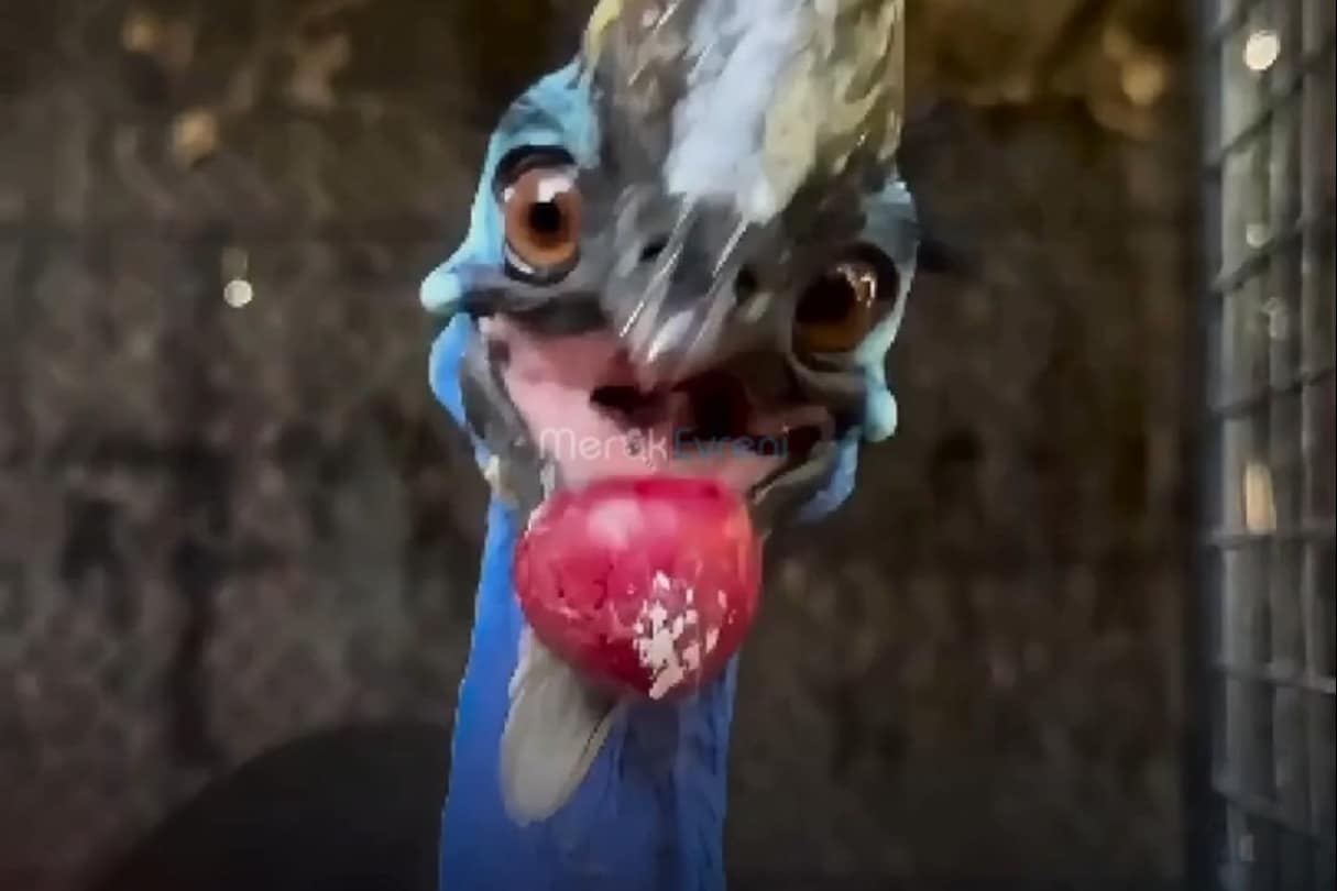 Dünyanın En Tehlikeli Kuşu: Tekmesiyle Kemik Kıran Cassowary!