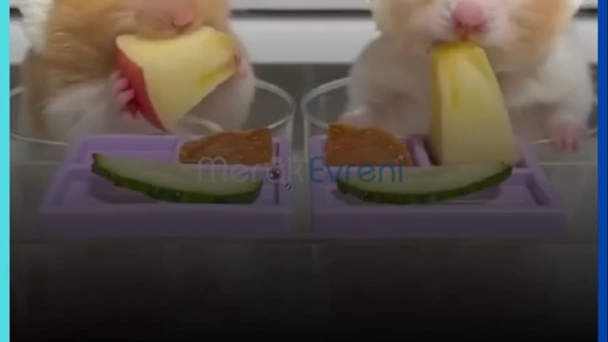 Dünyanın En Hızlı Üretim Hattı! Hamsterlar Nasıl Bu Kadar Çabuk Çoğalıyor?