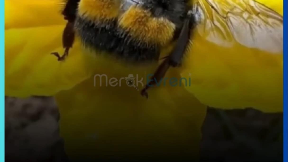 BUMBLEBEE'ye İlham Veren Canlı! Doğanın Ağır Sıklet Şampiyonu!