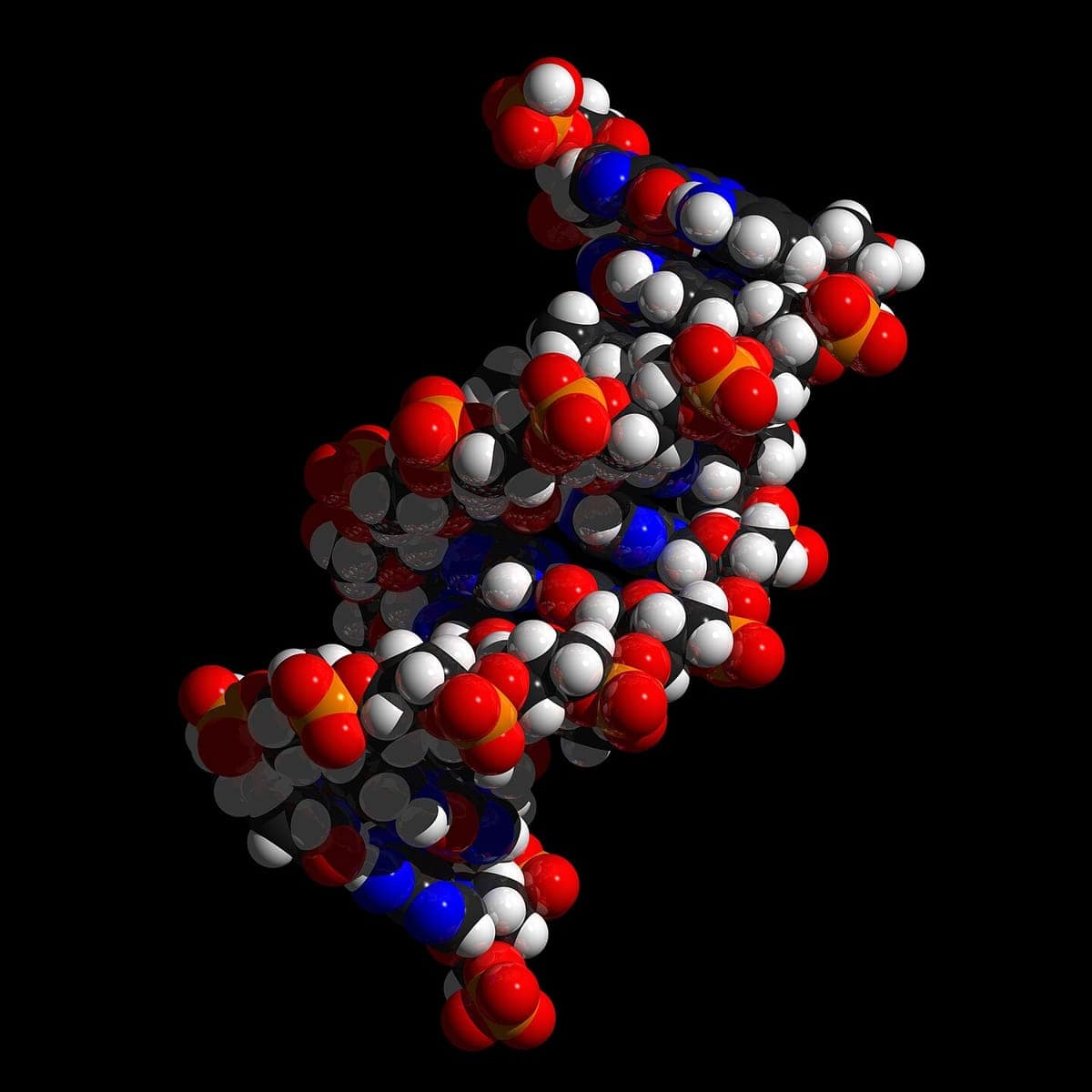 DNA çift sarmalının uzay dolgulu modeli