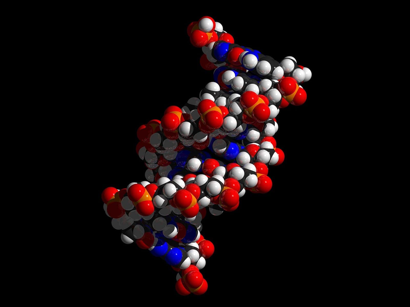 DNA çift sarmalının uzay dolgulu modeli
