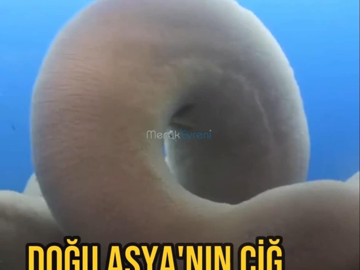 KESİLDİKTEN SONRA BİLE KIPIRDIYOR! Doğu Asya'nın Çiğ Yenen Tuhaf Canlısı